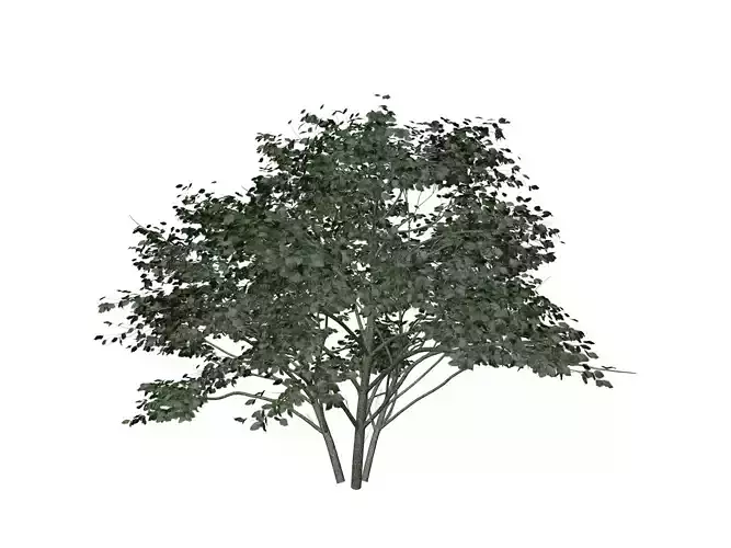 Kousa Dogwood Tree - 03 -