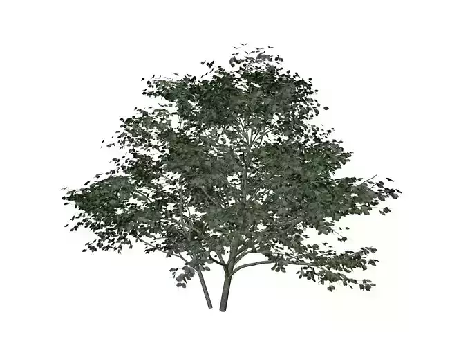 Kousa Dogwood Tree - 04 -