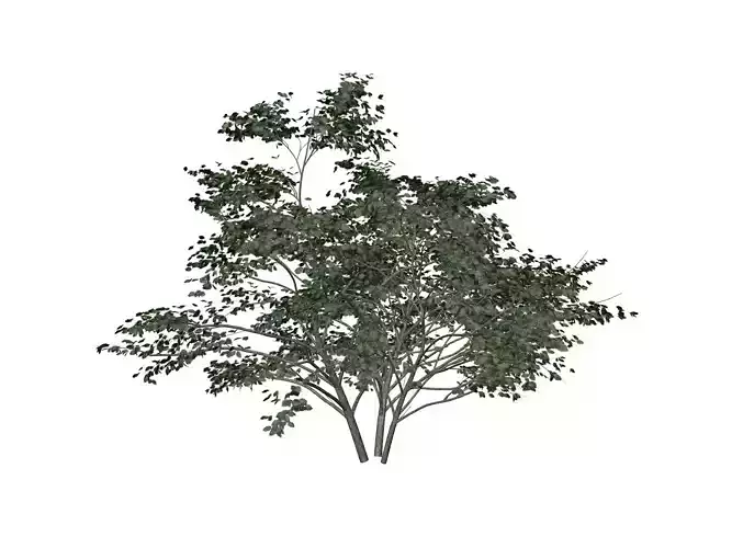 Kousa Dogwood Tree - 05 -