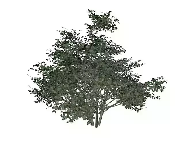 Kousa Dogwood Tree - 06 -