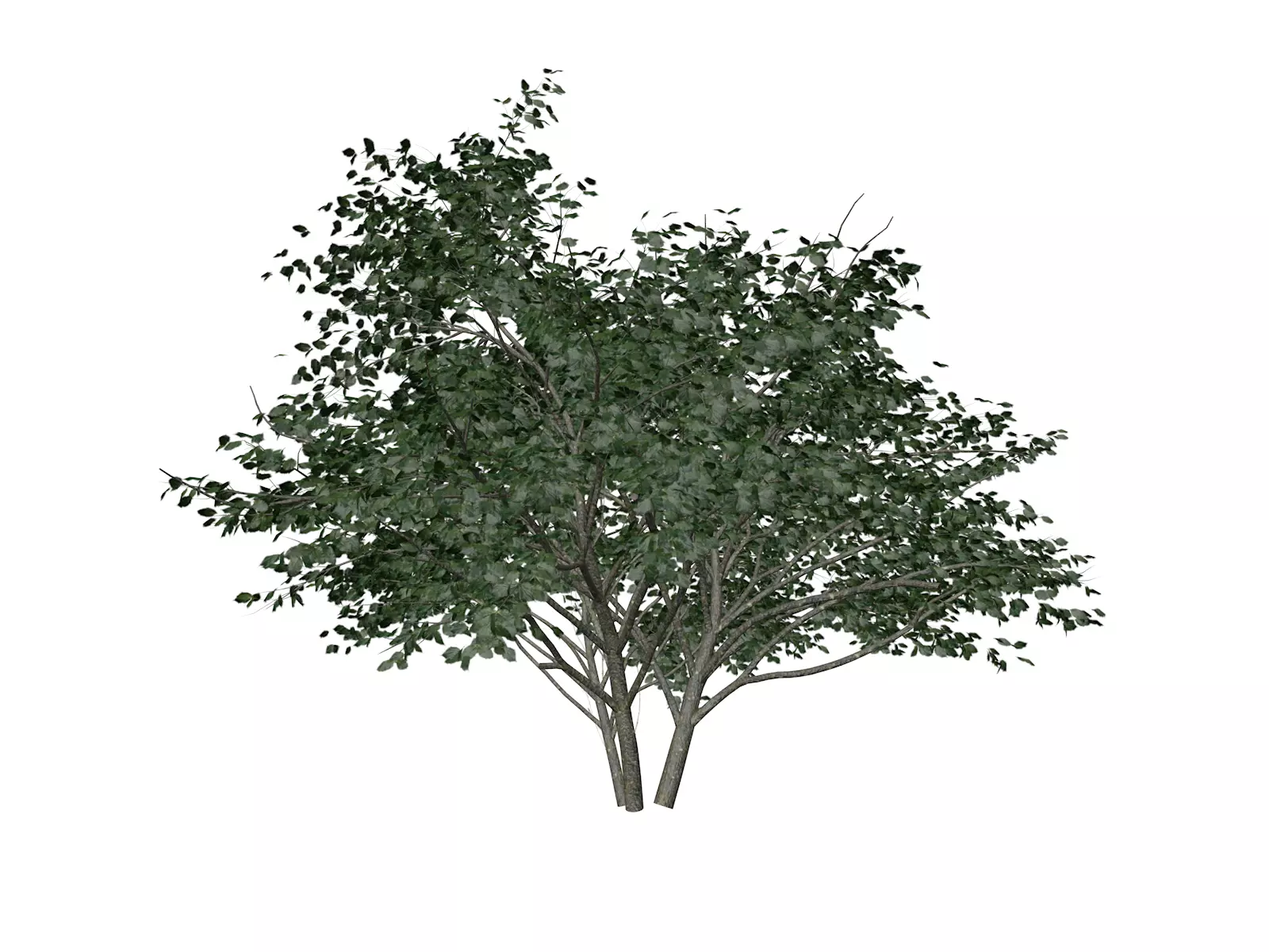 Kousa Dogwood Tree - 08 - 3D model_0