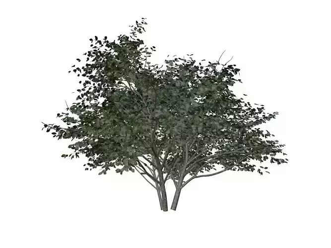 Kousa Dogwood Tree - 08 -