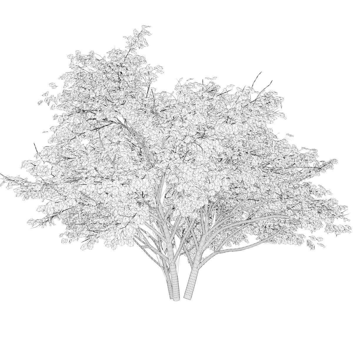 Kousa Dogwood Tree - 08 - 3D model_2