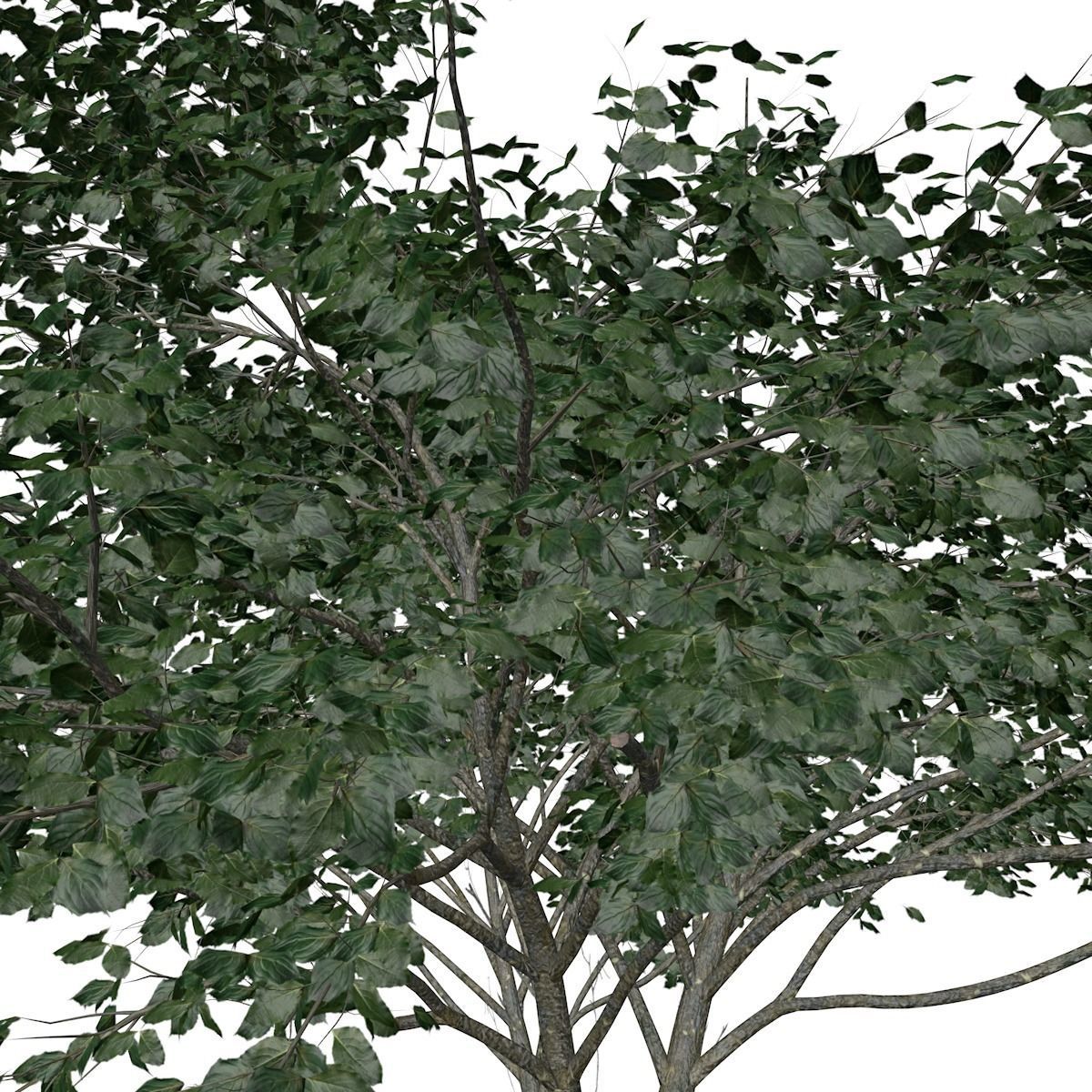 Kousa Dogwood Tree - 08 - 3D model_3