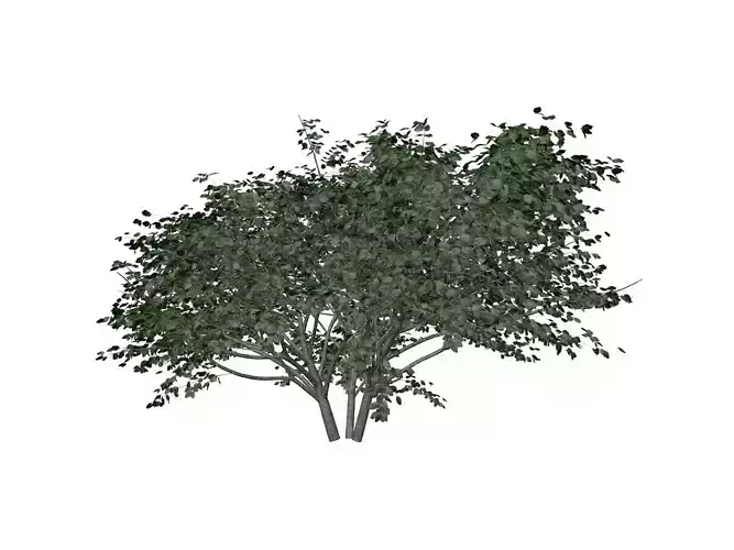 Kousa Dogwood Tree - 09 -
