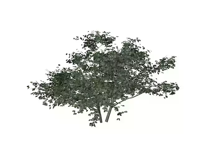 Kousa Dogwood Tree - 10 -