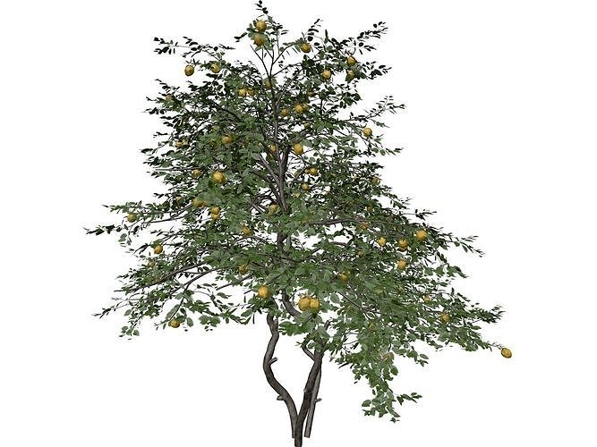 Lemon Tree - 01 - 3D model