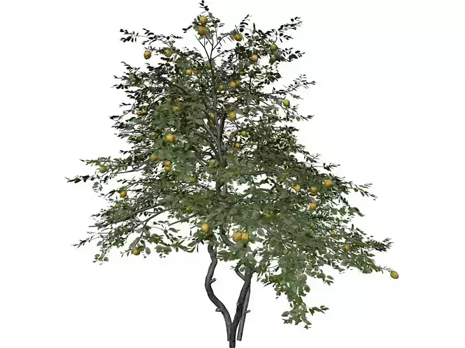Lemon Tree - 01 -