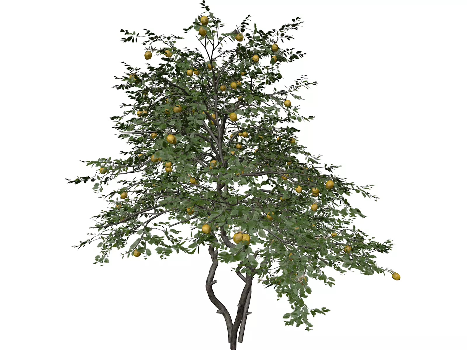 Lemon Tree - 01 - 3D model