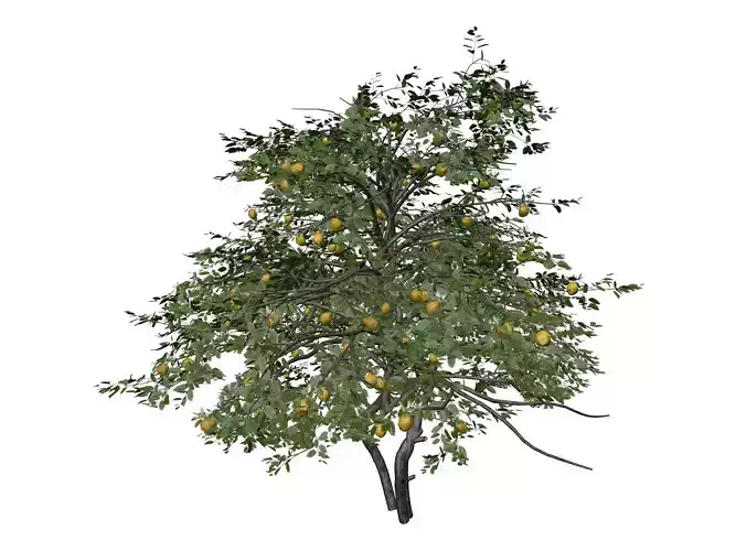 Lemon Tree - 02 - 3D model