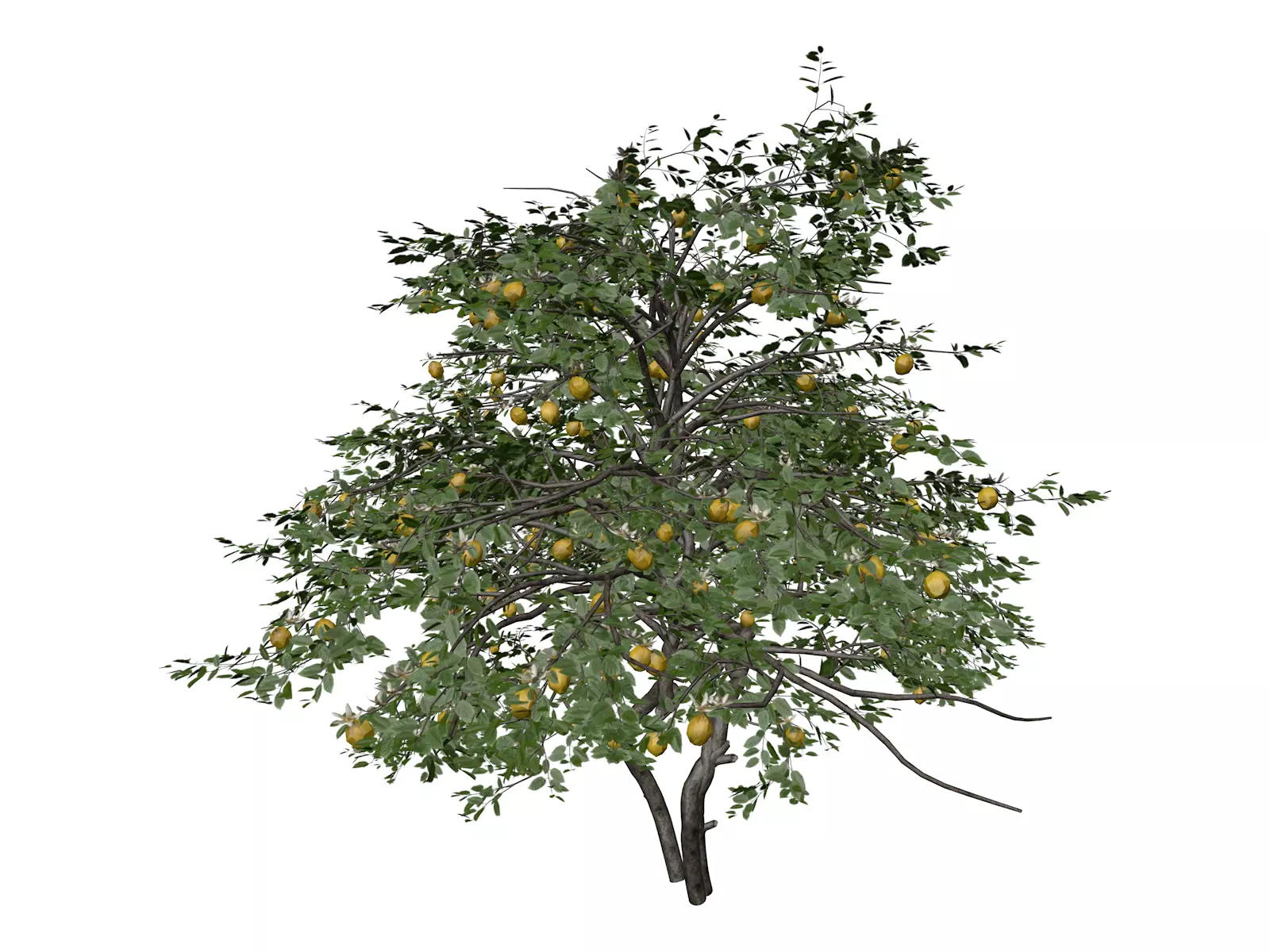 Lemon Tree - 02 - 3D model