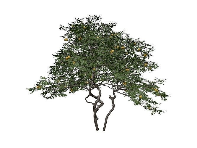 Lemon Tree - 03 - 3D model