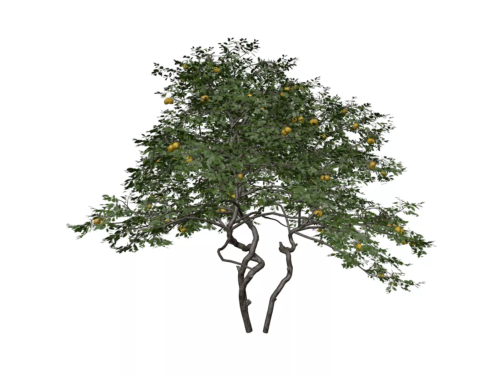Lemon Tree - 03 - 3D model