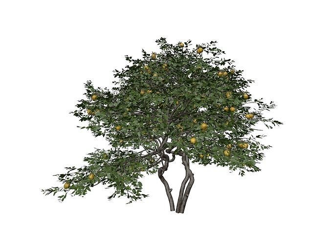 Lemon Tree - 04 - 3D model