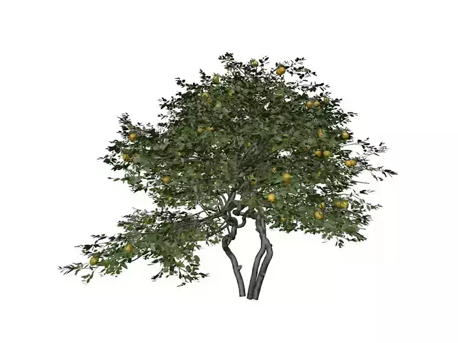 Lemon Tree - 04 -