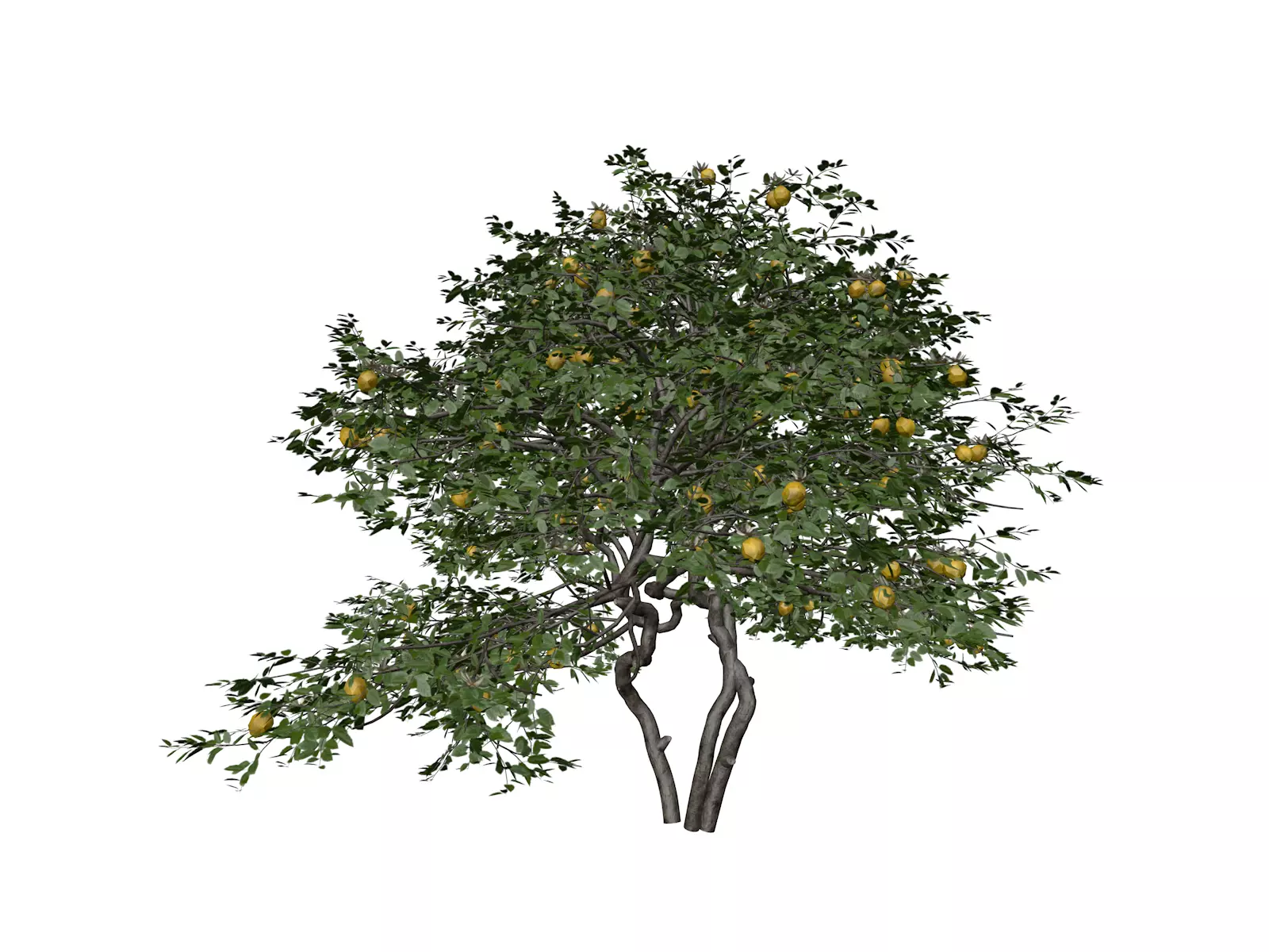 Lemon Tree - 04 - 3D model
