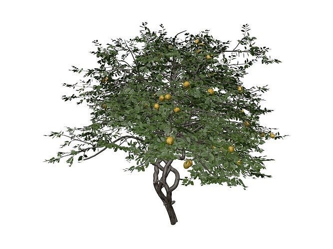 Lemon Tree - 05 - 3D model