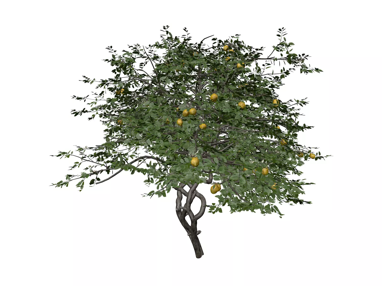Lemon Tree - 05 - 3D model