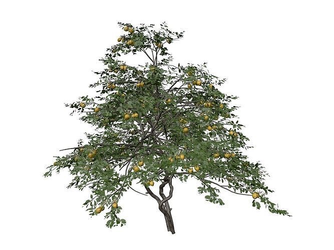 Lemon Tree - 06 - 3D model