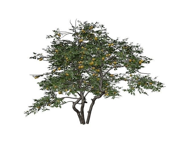 Lemon Tree - 07 - 3D model
