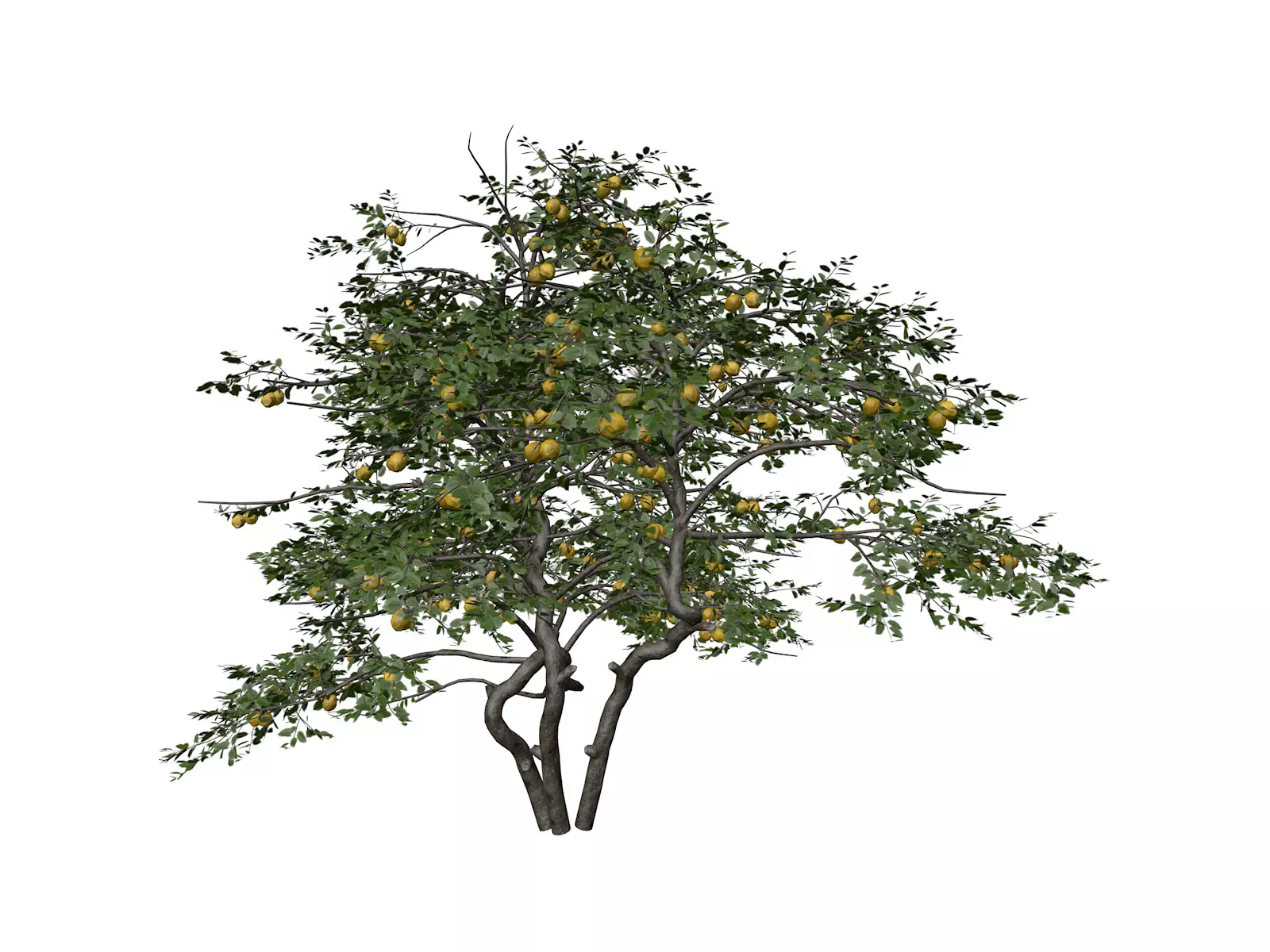 Lemon Tree - 07 - 3D model