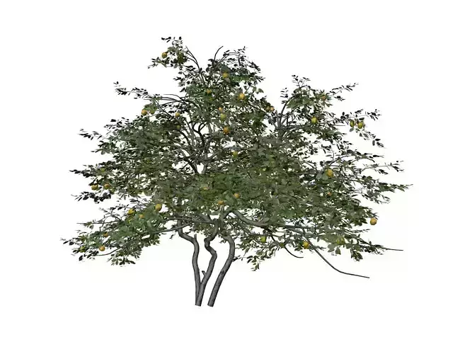 Lemon Tree - 08 - 3D model