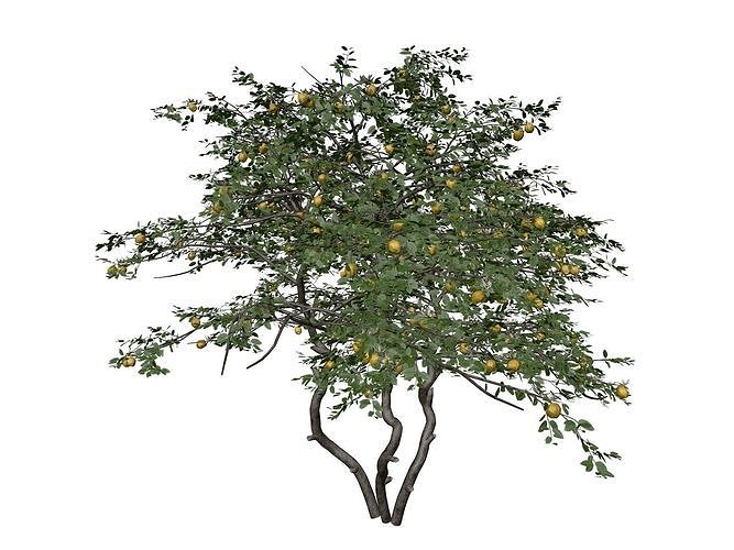 Lemon Tree - 09 - 3D model