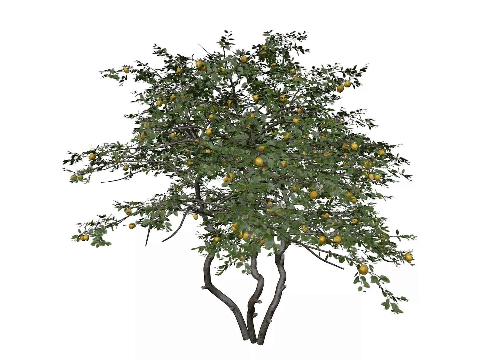 Lemon Tree - 09 - 3D model