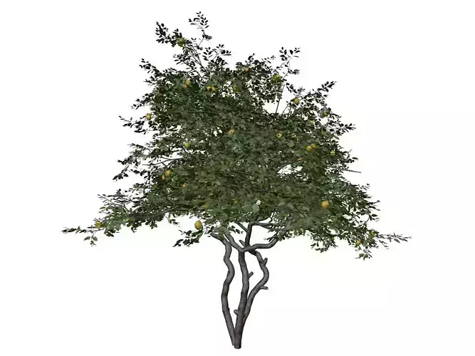 Lemon Tree - 10 - 3D model