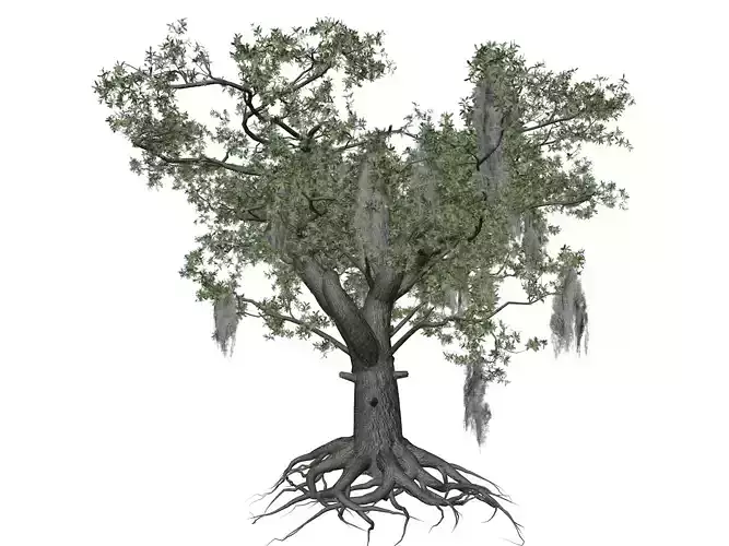 Live Oak Tree - 01 - 3D model
