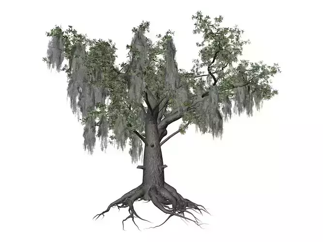 Live Oak Tree - 02 - 3D model