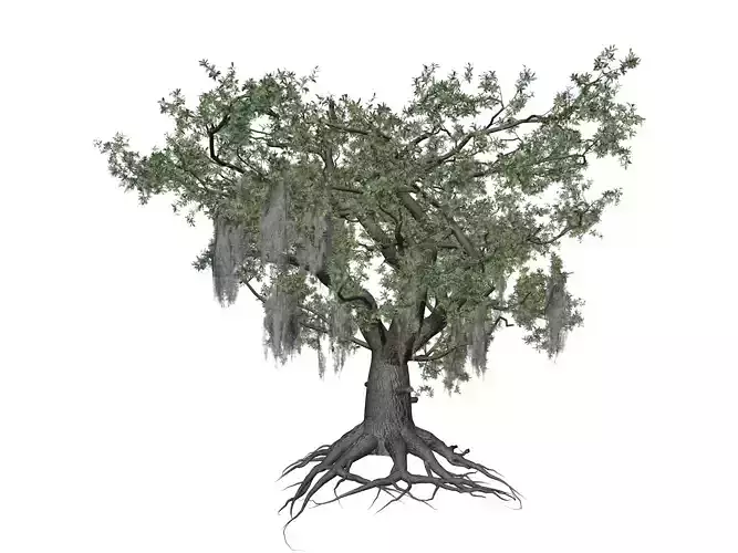 Live Oak Tree - 03 - 3D model