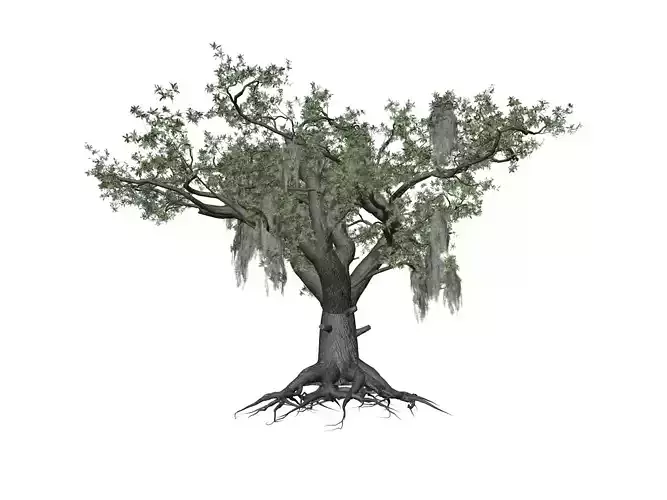Live Oak Tree - 04 - 3D model