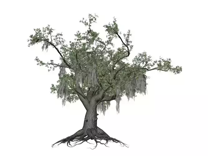 Live Oak Tree - 05 - 3D model