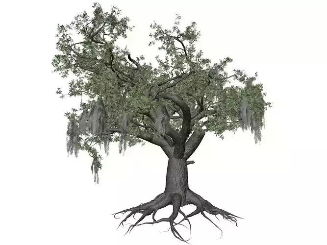 Live Oak Tree - 06 - 3D model