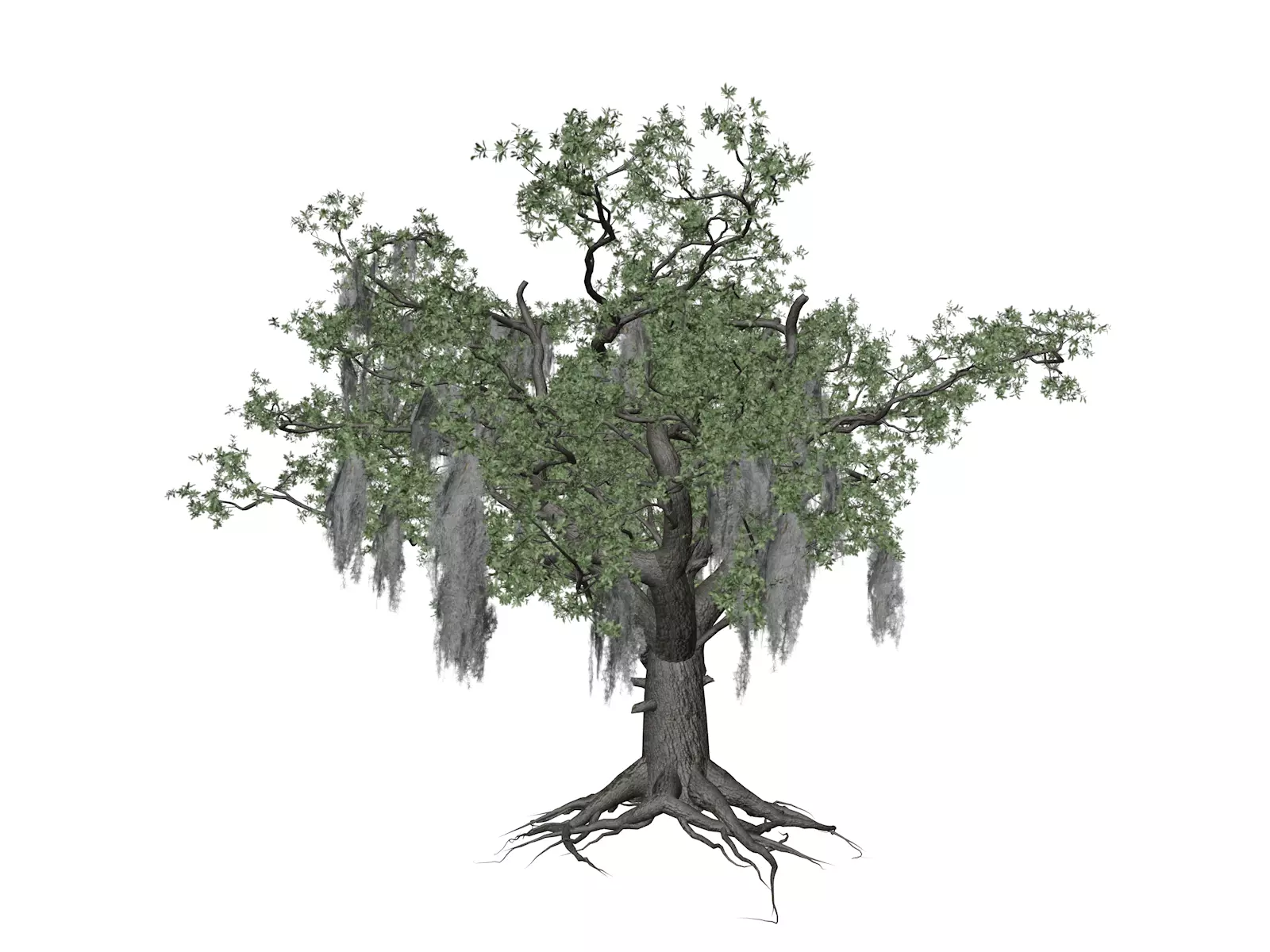 Live Oak Tree - 07 - 3D model