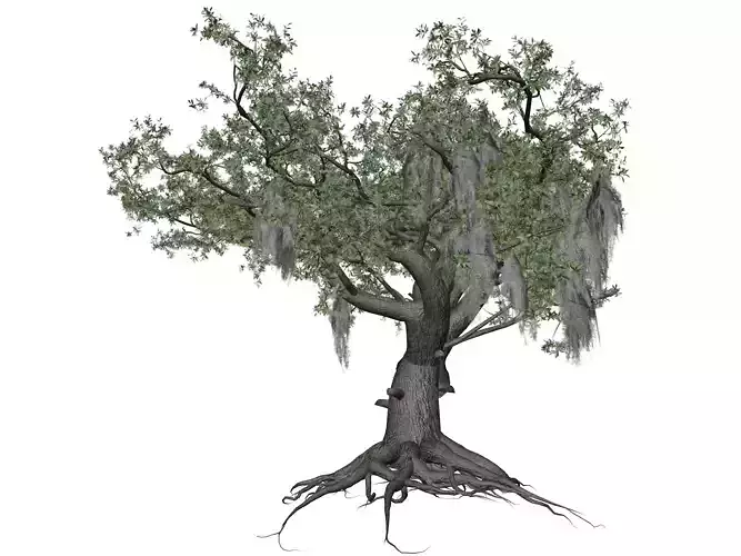 Live Oak Tree - 08 - 3D model