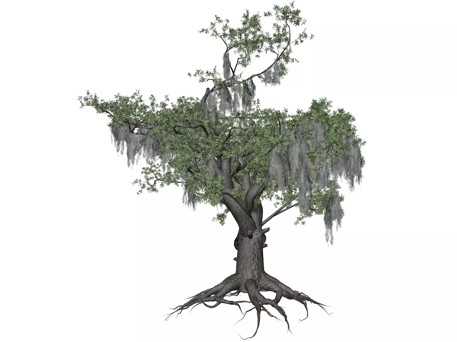 Live Oak Tree - 09 - 3D model