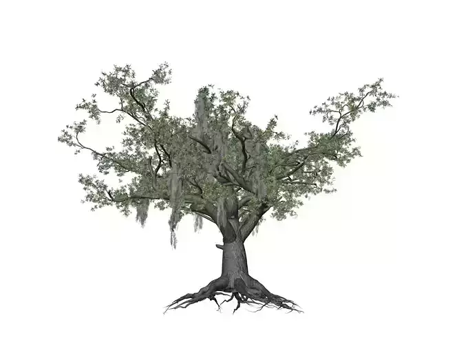 Live Oak Tree - 10 - 3D model