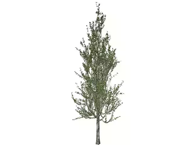 Lombardy Poplar Tree - 01 - 3D model