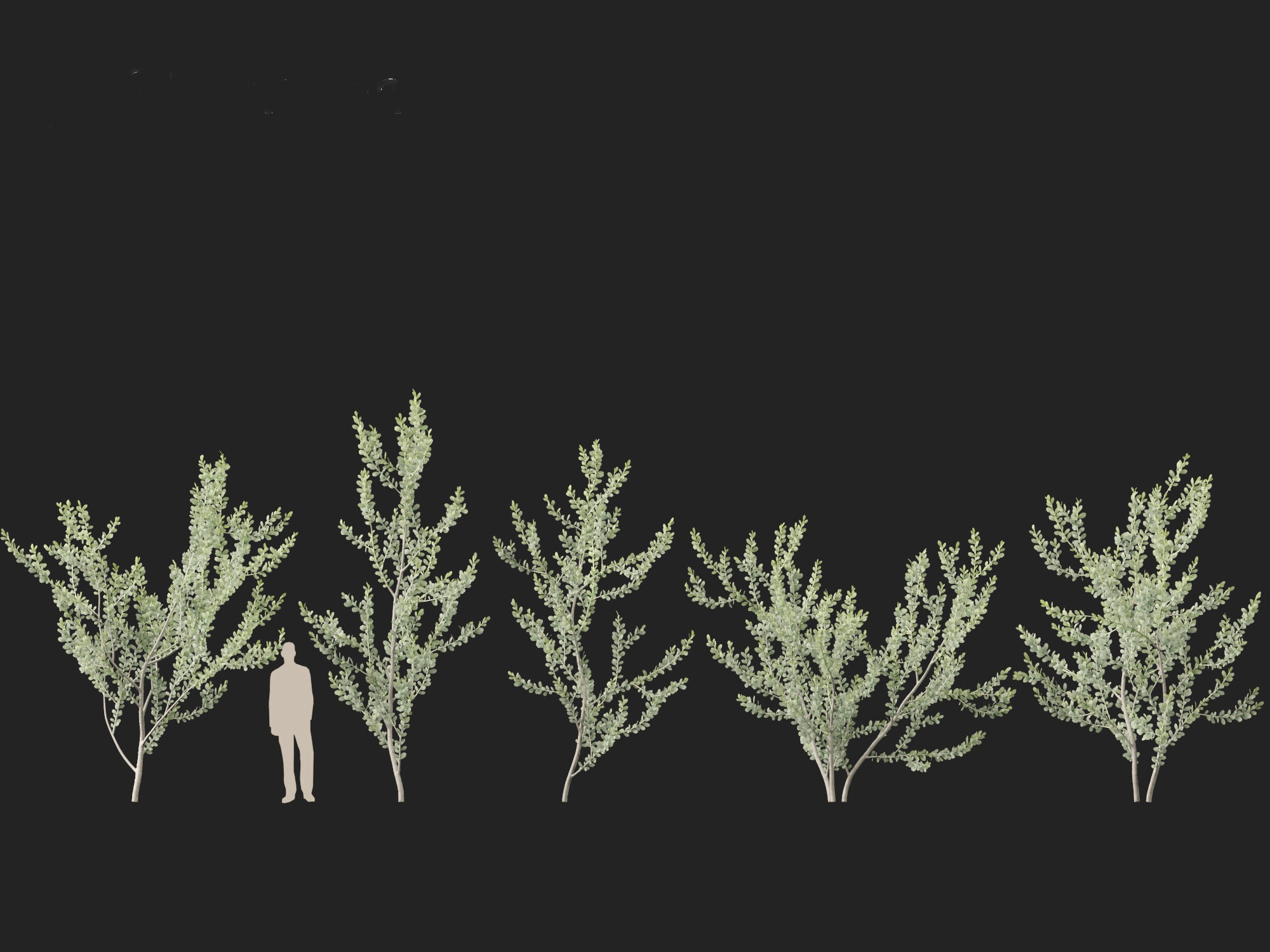 Acacia podalyriifolia - Queensland silver wattle 3D model_9