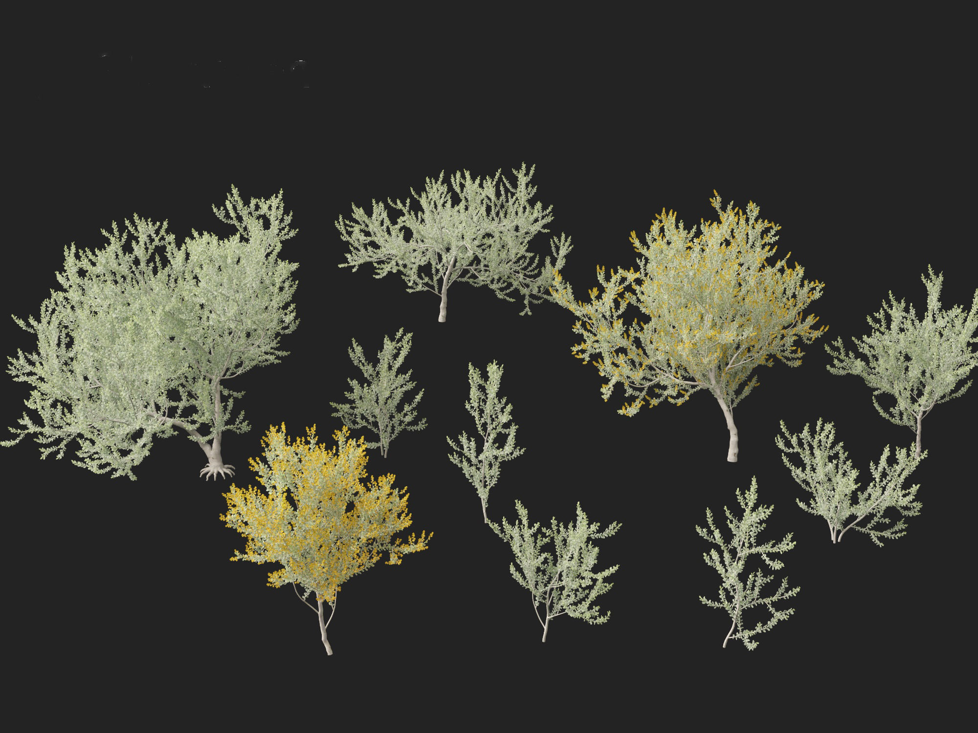 Acacia podalyriifolia - Queensland silver wattle 3D model_1