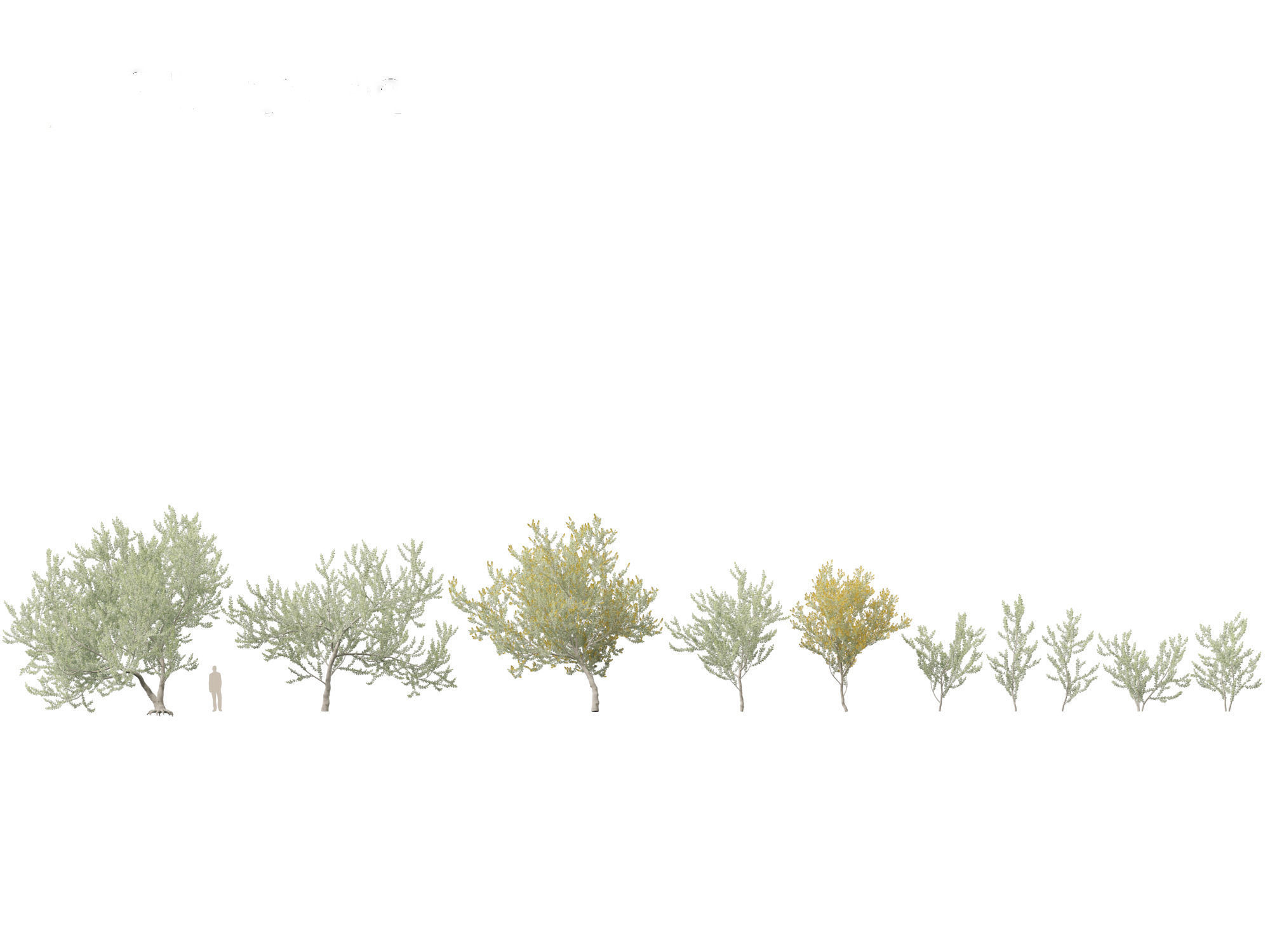 Acacia podalyriifolia - Queensland silver wattle 3D model_2