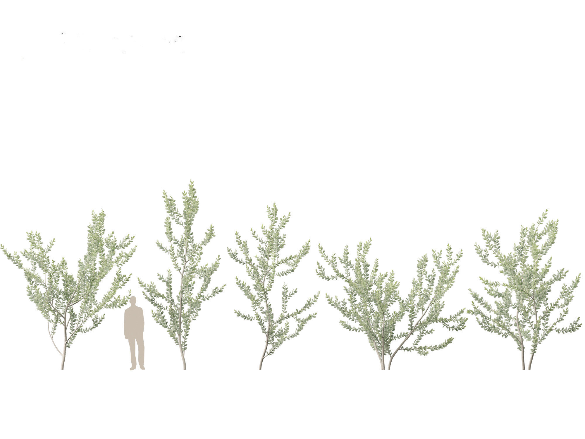 Acacia podalyriifolia - Queensland silver wattle 3D model_8
