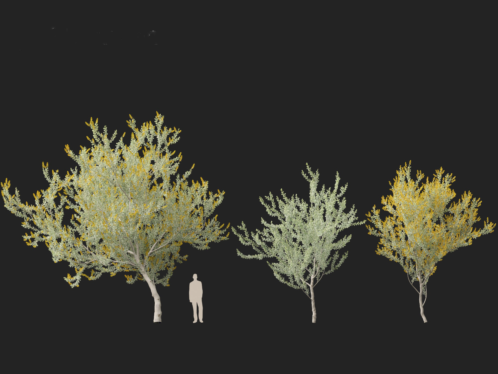 Acacia podalyriifolia - Queensland silver wattle 3D model_7