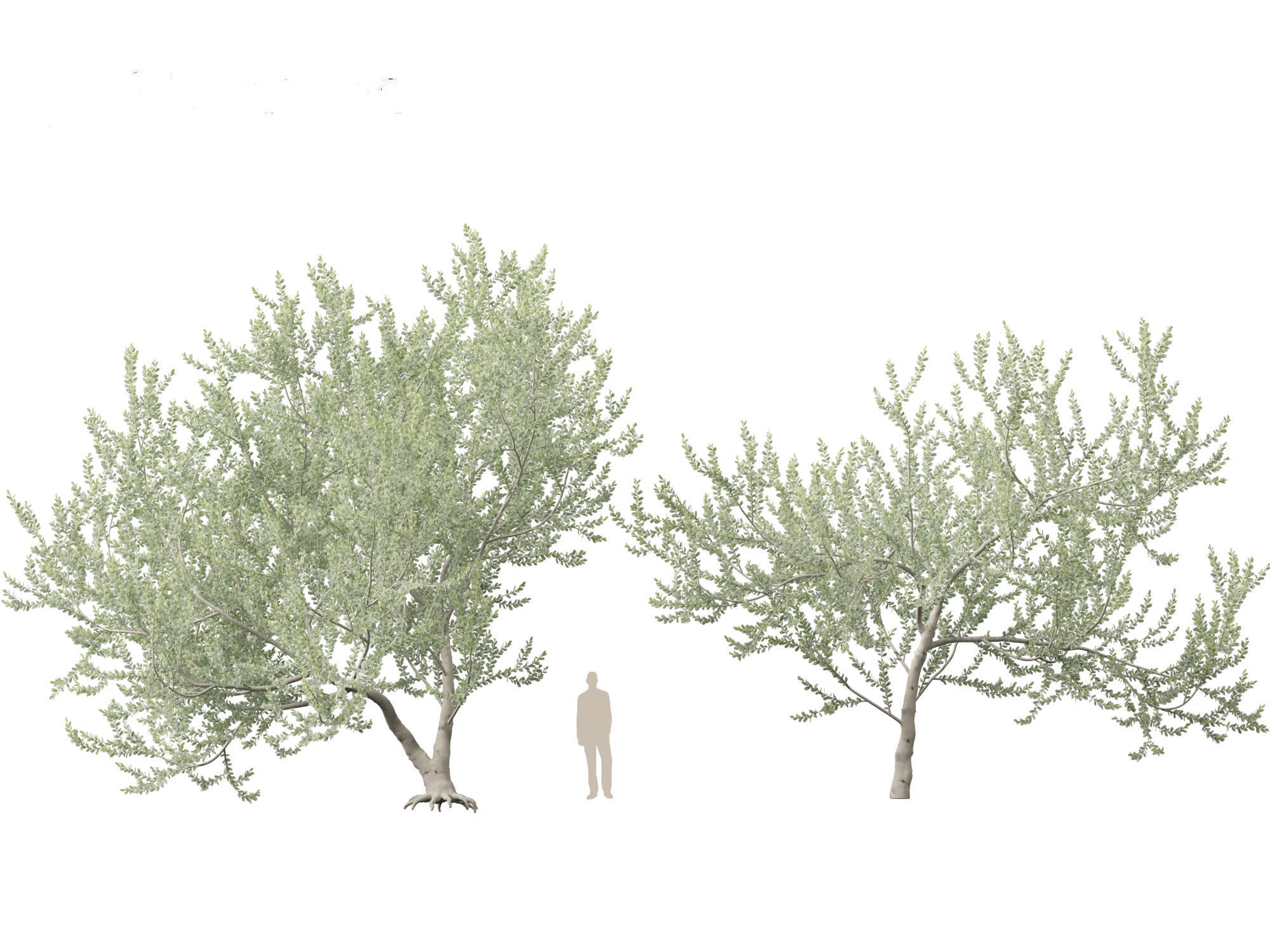 Acacia podalyriifolia - Queensland silver wattle 3D model_4