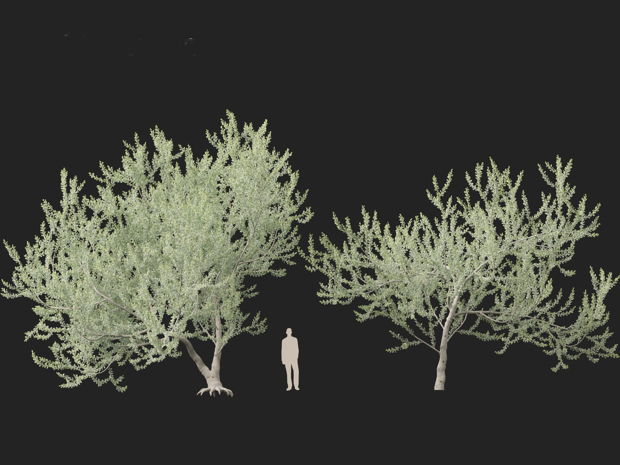 Acacia podalyriifolia - Queensland silver wattle 3D model_5