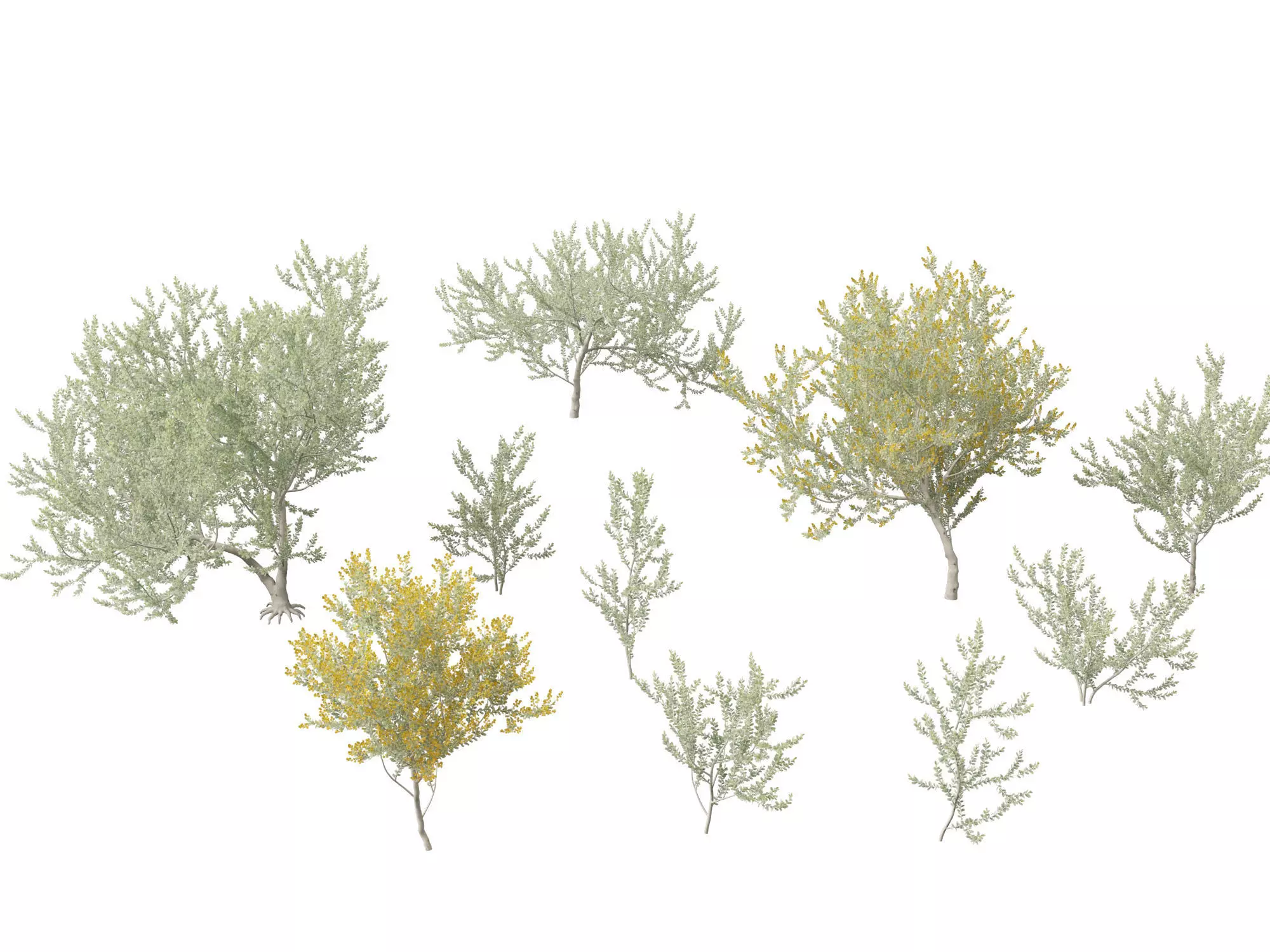 Acacia podalyriifolia - Queensland silver wattle 3D model_0