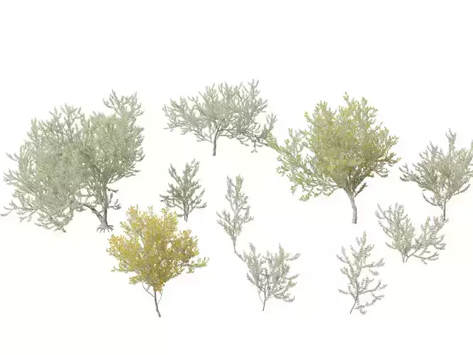 Acacia podalyriifolia - Queensland silver wattle 3D model