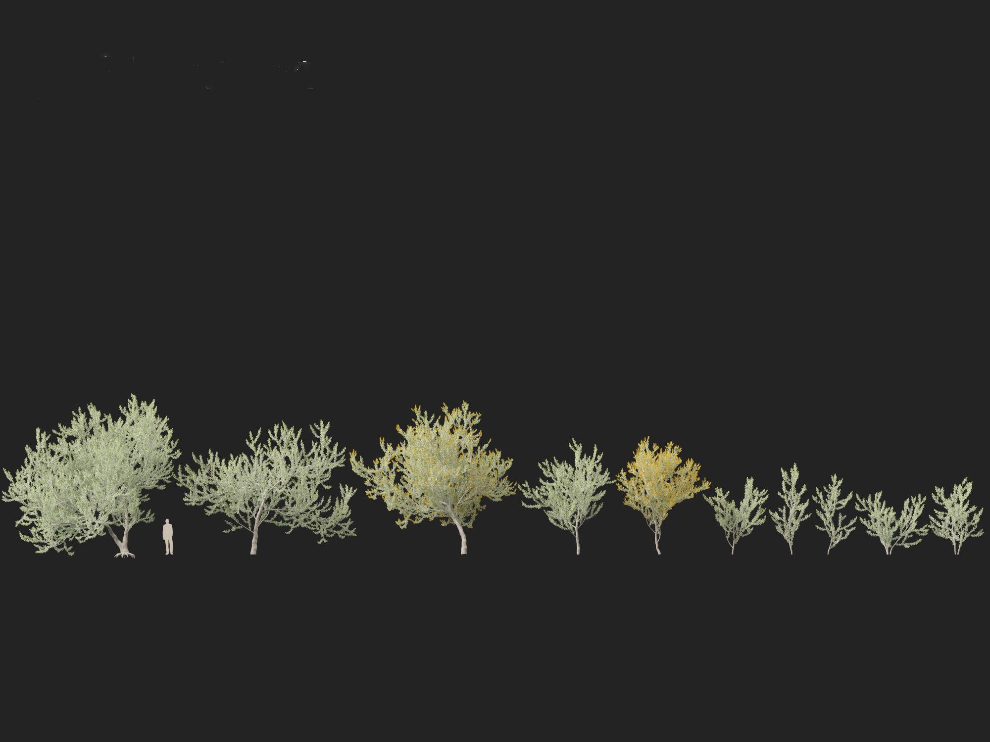 Acacia podalyriifolia - Queensland silver wattle 3D model_3